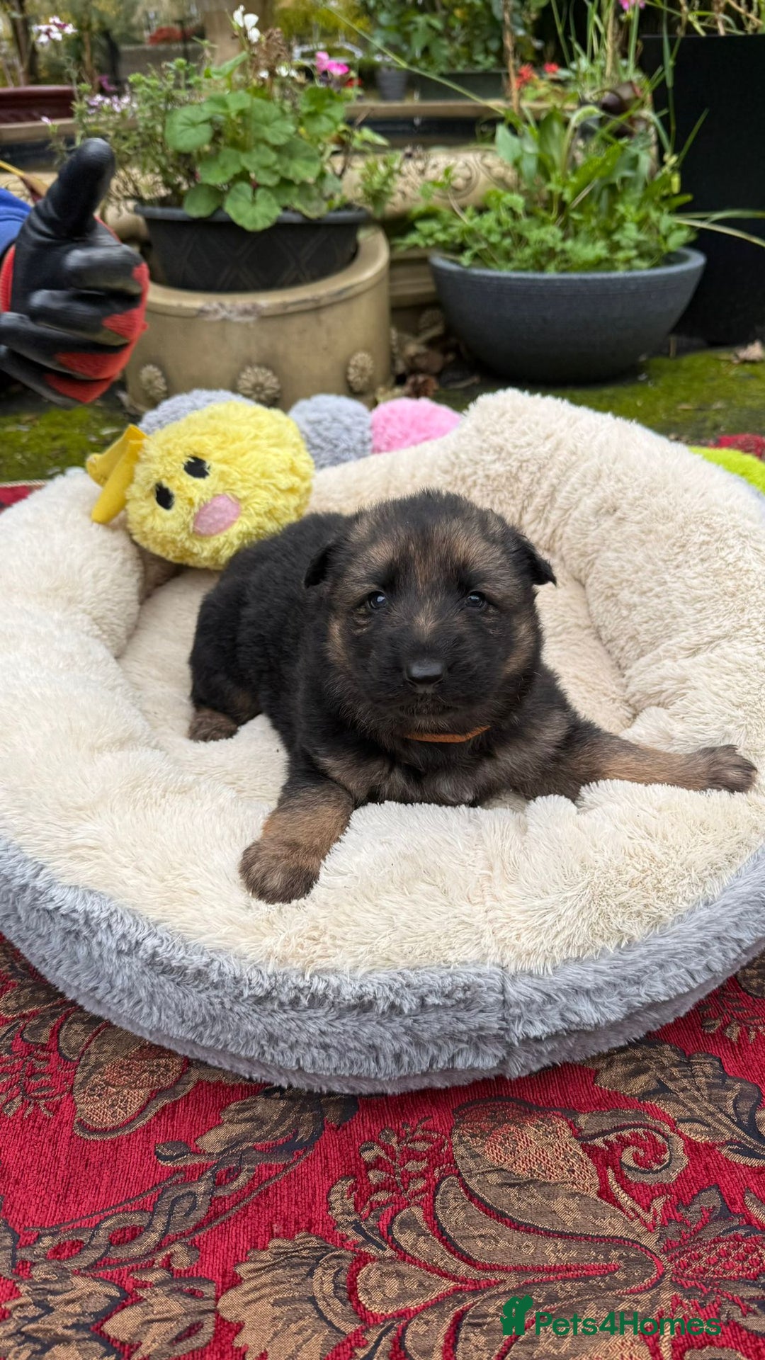 German Shepherd dogs for sale: German Shepherd puppy for sale - Image 2
