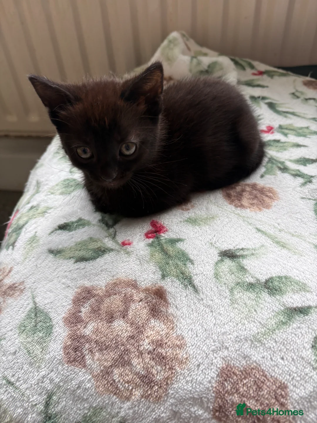 Mixed Breed cats for sale: 3 lovely little female kittens - Advert 2