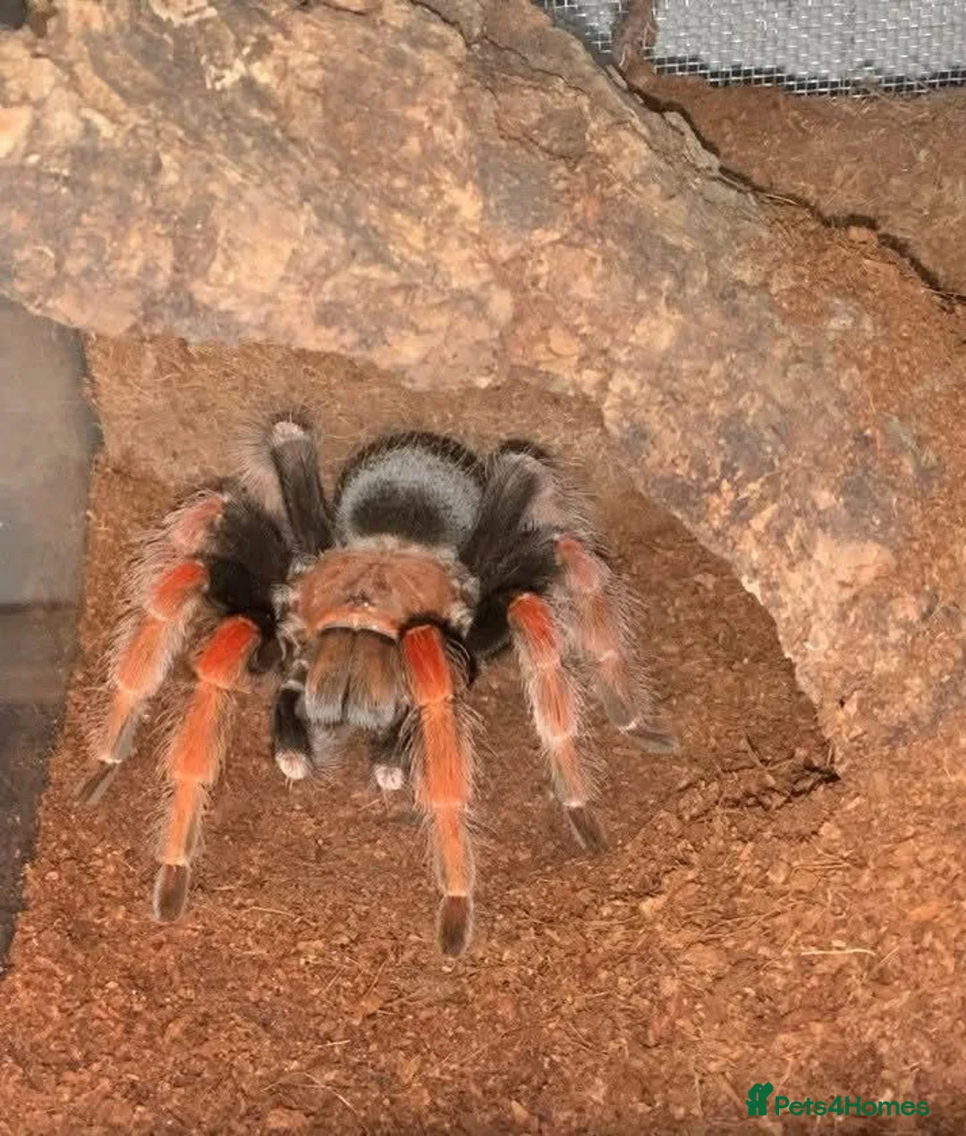 Tarantulas invertebrates for sale: Three Beautiful Female Tarantulas in Leicester - Advert 2