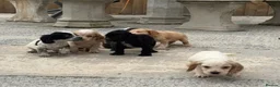 Cocker Spaniel dogs for sale: Cocker spaniel puppies  in Llanelli - Advert 6