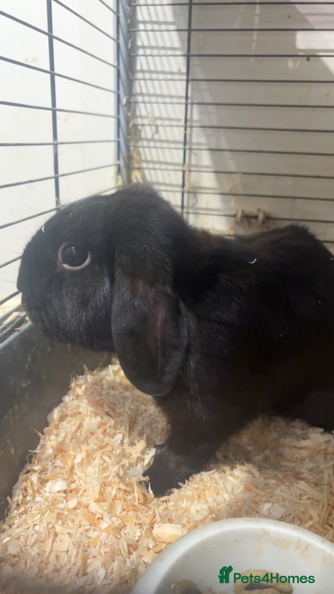 French Lop rabbits for sale: 2 beautiful rabbits for free-ASAP - Image 8