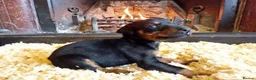 Mixed Breed dogs for sale: Champ KC registered Doberman & Beaceron puppies. - Advert 9