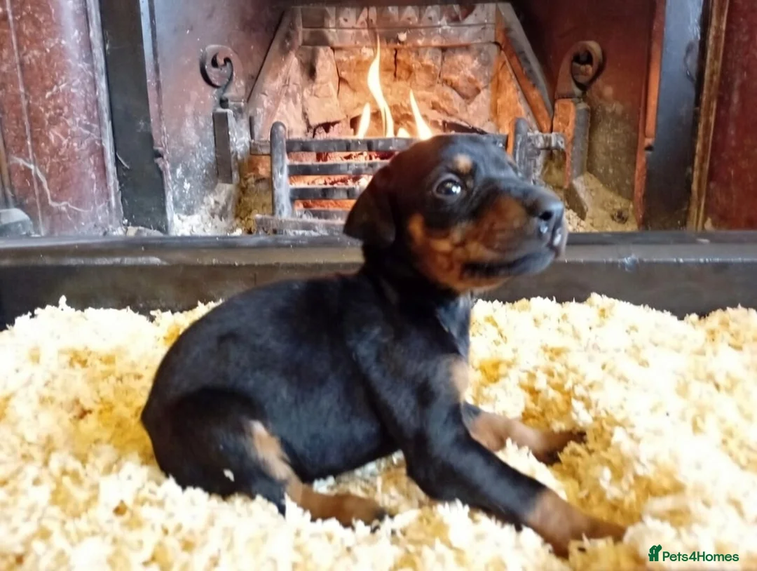 Mixed Breed dogs for sale: Champ KC registered Doberman & Beaceron puppies. - Advert 9