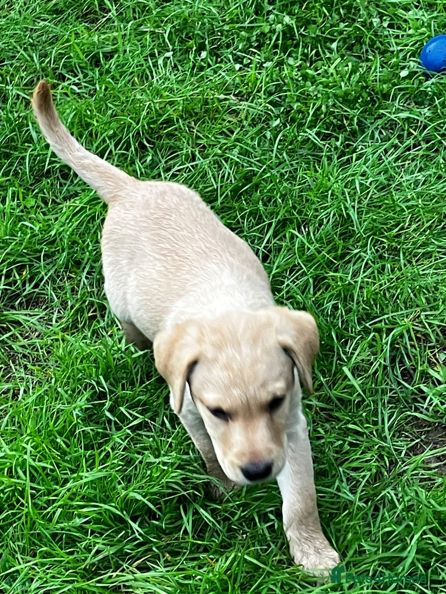 Labrador Retriever dogs Quality Labrador puppies  - Advert 7
