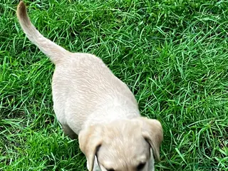 Labrador Retriever dogs Quality Labrador puppies - Advert 7