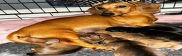 Miniature Dachshund dogs for sale: Miniature Dachshunds  - Advert 8