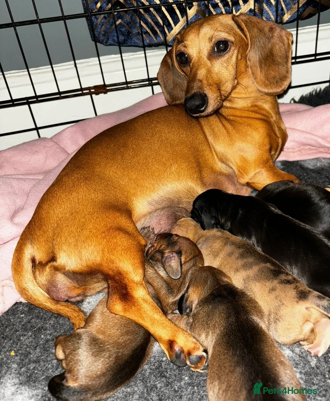 Miniature Dachshund dogs for sale: Miniature Dachshunds  - Advert 8
