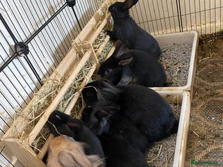 Mixed Breed rabbits 5 Rex/lionhead mix bunnies for sale - Advert 12