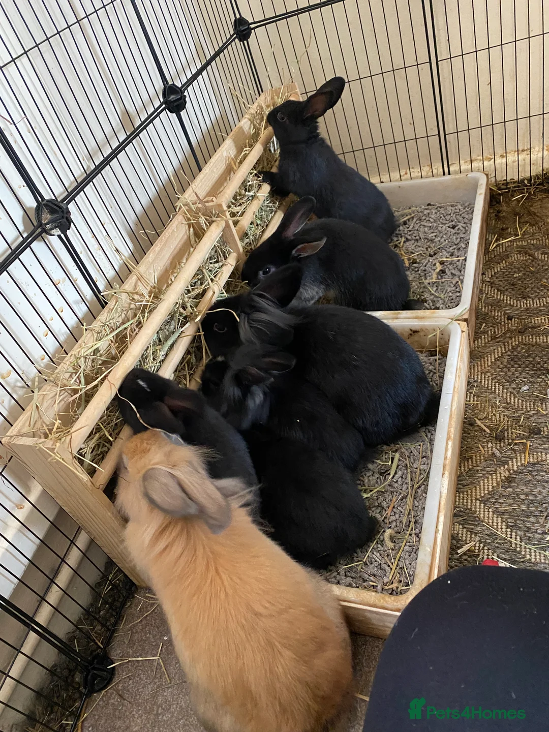 Mixed Breed rabbits for sale: 2 Rex/lionhead mix bunnies for sale - Advert 1