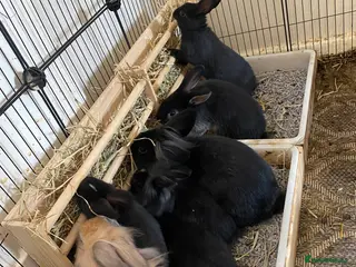 Mixed Breed rabbits 5 Rex/lionhead mix bunnies for sale - Advert 9