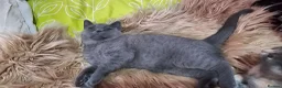 British Shorthair cats for sale: 4 lovely British shorthair kittens - Advert 5