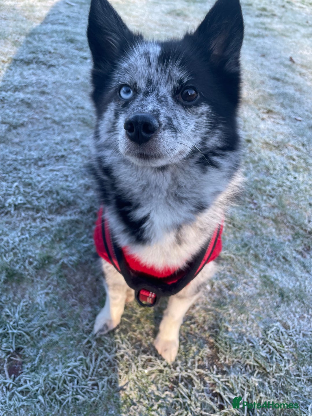 Pomsky dogs for sale: Urgent rehoming needed  - Advert 5