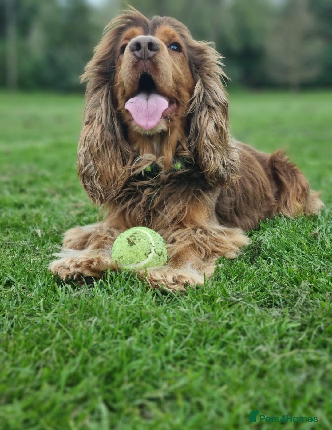 Cocker Spaniel dogs for stud: KC Choc Sable Cocker Spaniel  in Buckingham - Advert 3