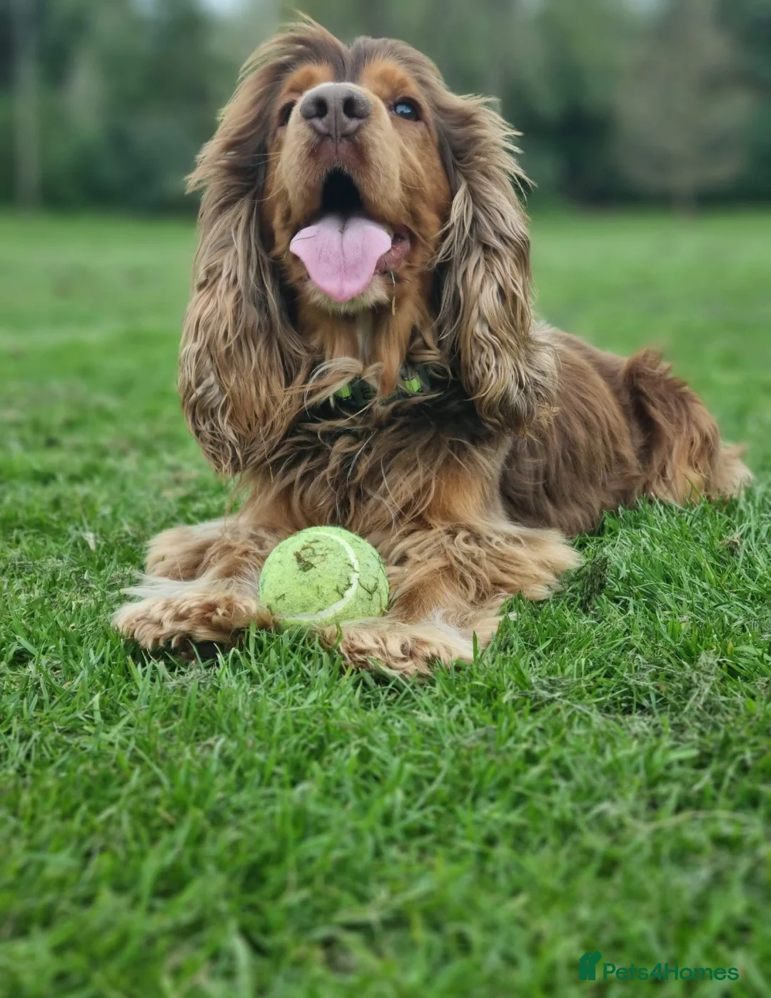Cocker Spaniel dogs for stud: KC Choc Sable Cocker Spaniel  in Buckingham - Advert 3