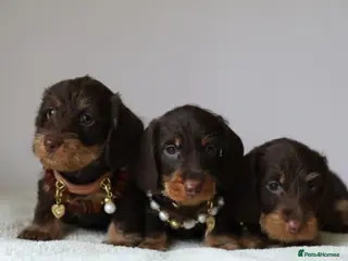 Miniature Dachshund dogs Choco+Wirehaired+5*Licensed+Kc+Praclear+Vetchecked - Advert 4