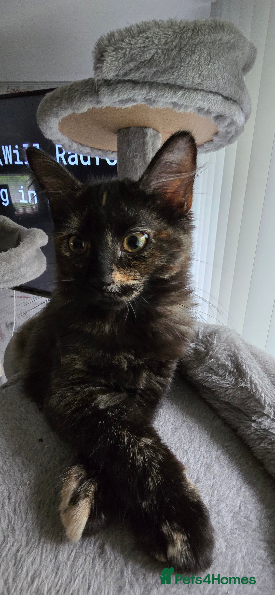 Maine Coon cats for sale: Amazing tortie Mainecoons - Image 19