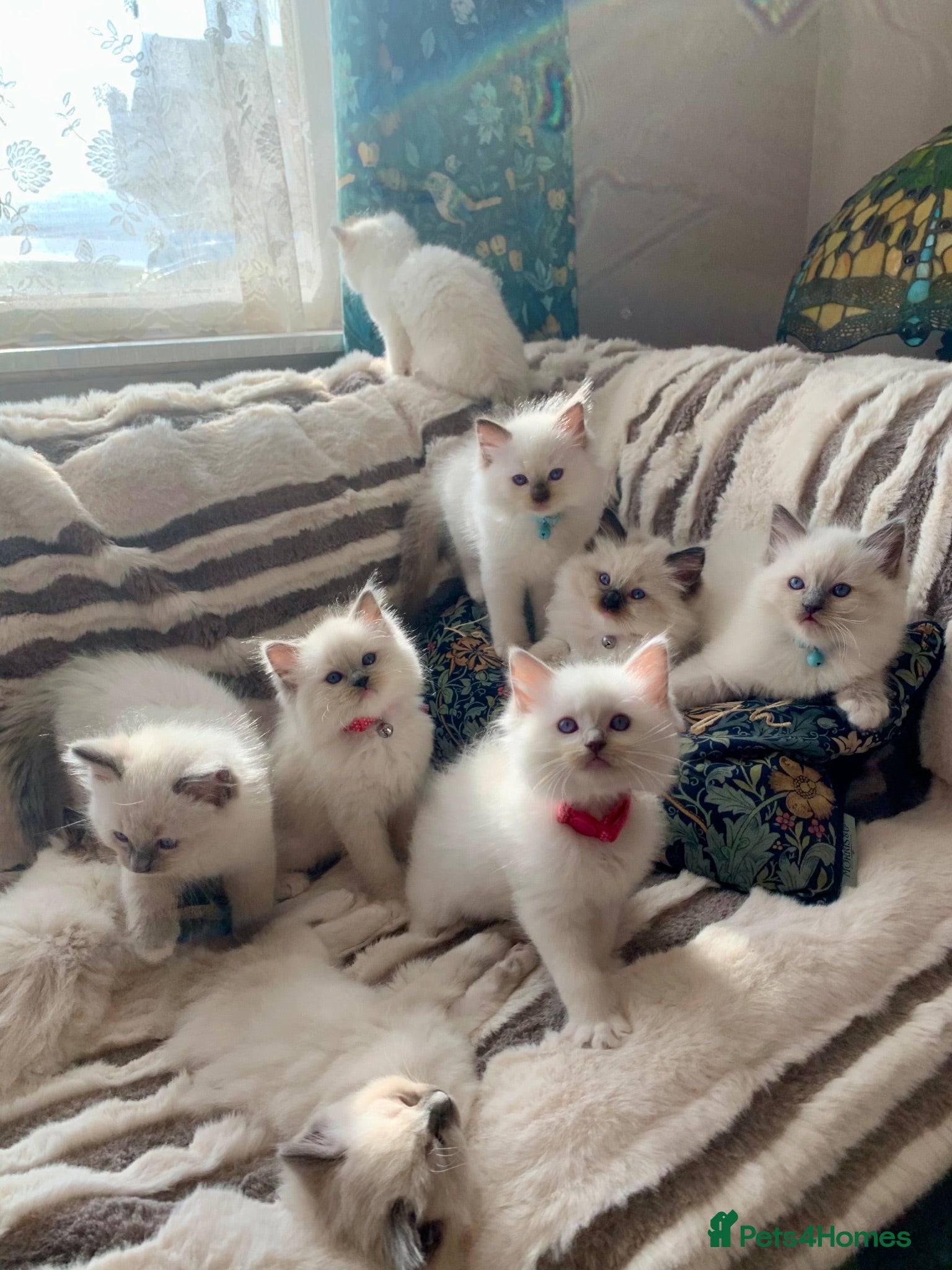 Ragdoll cats Beautiful mitted GCCF champion girls and boys  - Advert 13