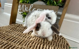 Mini Lop rabbits for sale: Litter of mini lop babies  - Image 24