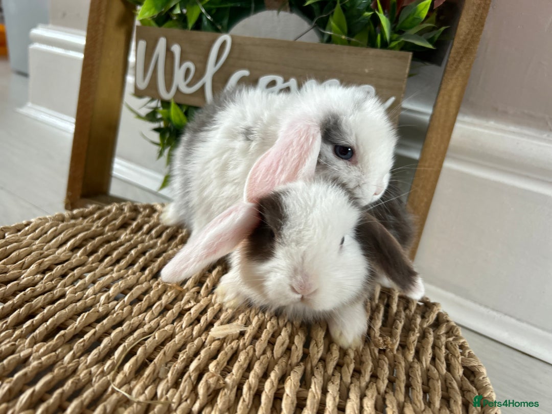 Mini Lop rabbits for sale: Litter of mini lop babies  - Image 24