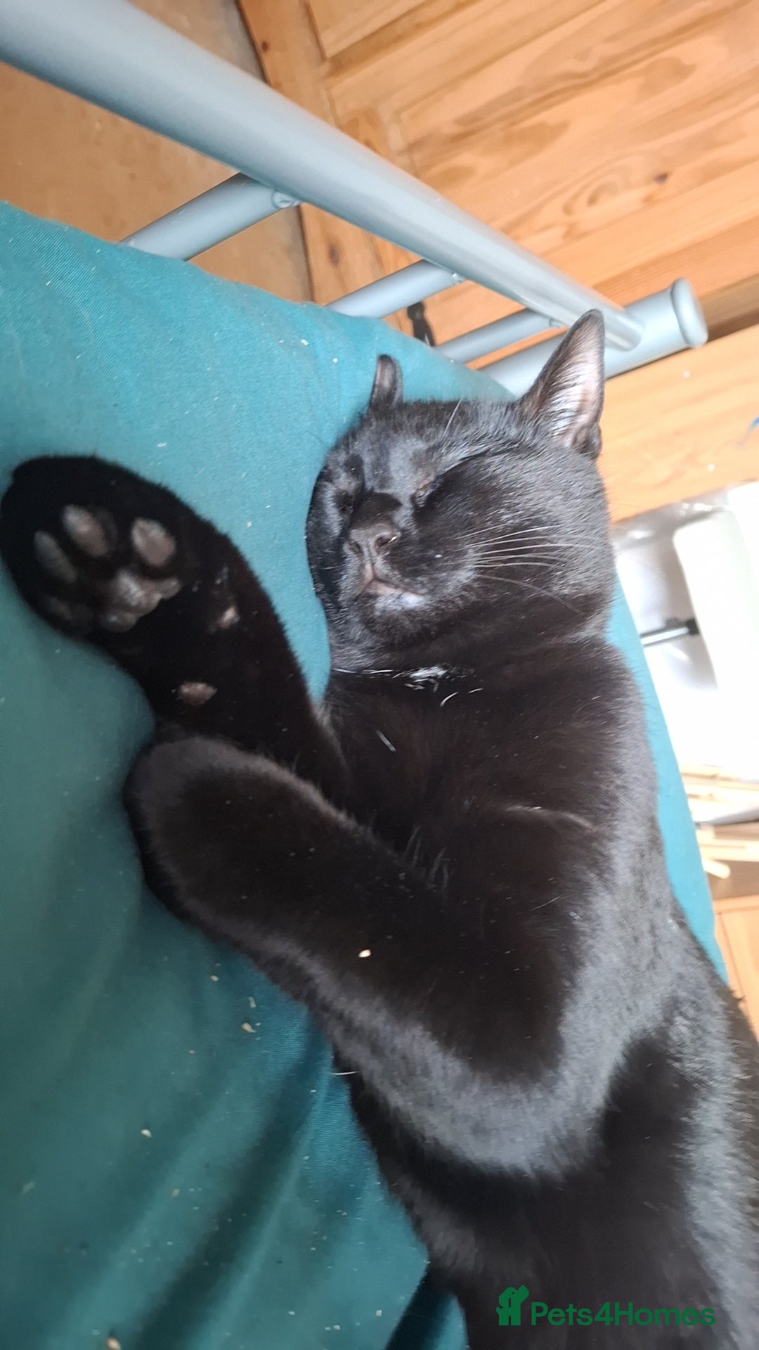 British Shorthair cats for sale: Looking for a good home  - Image 4