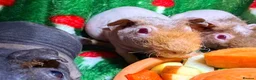 Guinea Pig rodents for sale: Skinny Pig Babies Boy & Girls - Advert 4