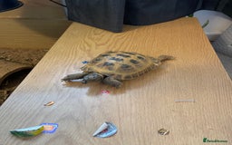Tortoise reptiles for sale: Tortoise  - Image 2