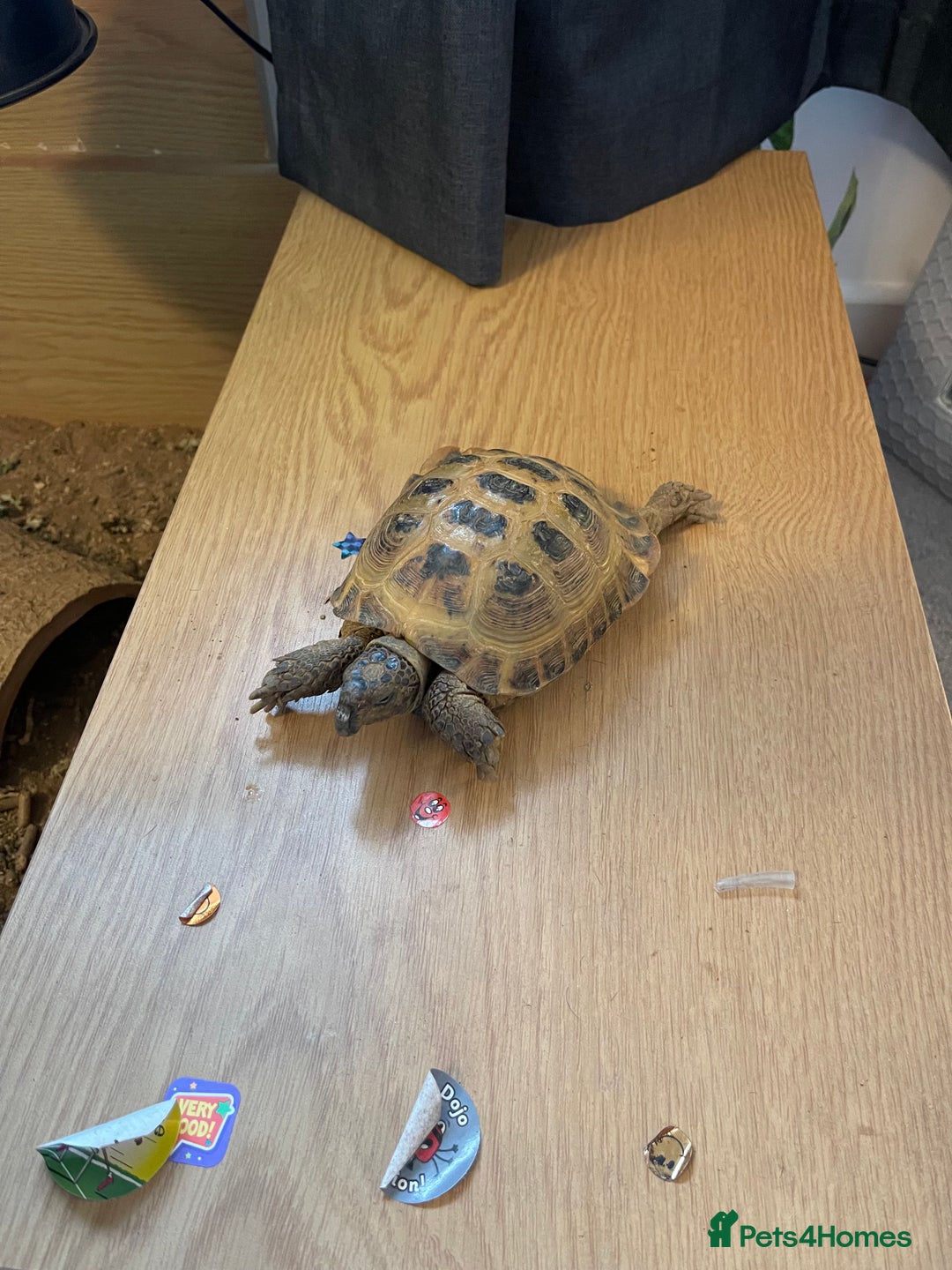 Tortoise reptiles for sale: Tortoise  - Image 2