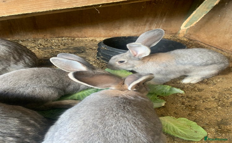 Continental Giant rabbits - Advert 1
