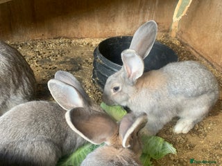 Continental Giant rabbits - Advert 28