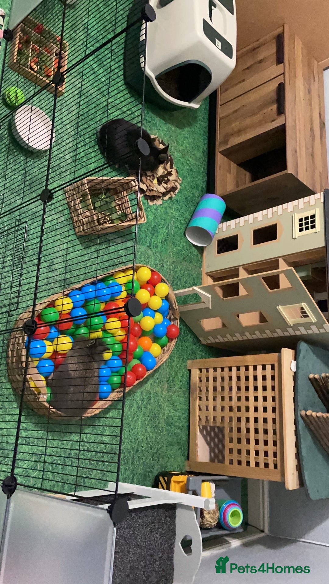 Lionhead rabbits for sale: Male neutered rabbit for sale - Image 3