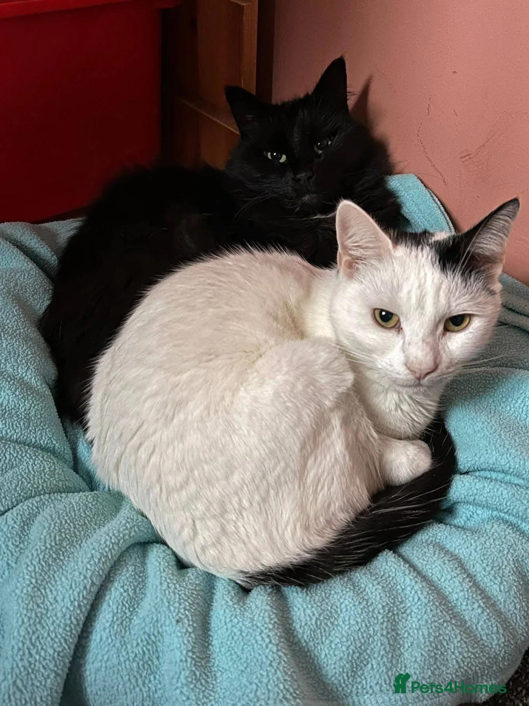 Mixed Breed cats for adoption: 🐱 FLOOF & LUCKY – TWO SWEET CAT BOYS in Ilkeston - Advert 2