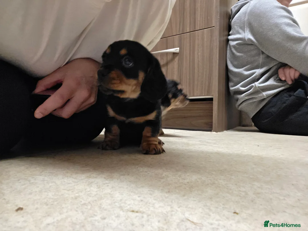 Mixed Breed dogs for sale: Daschund X Pug - Advert 14