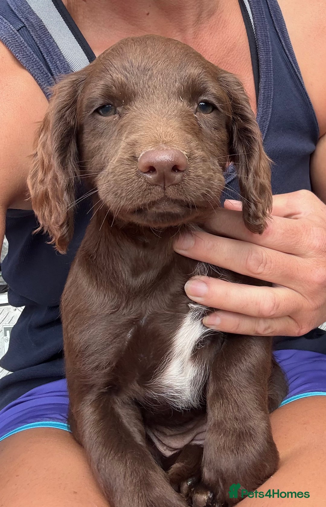 Sprocker dogs for sale: Stunning Chocolate Sprocker Spaniels in Llandysul - Image 2