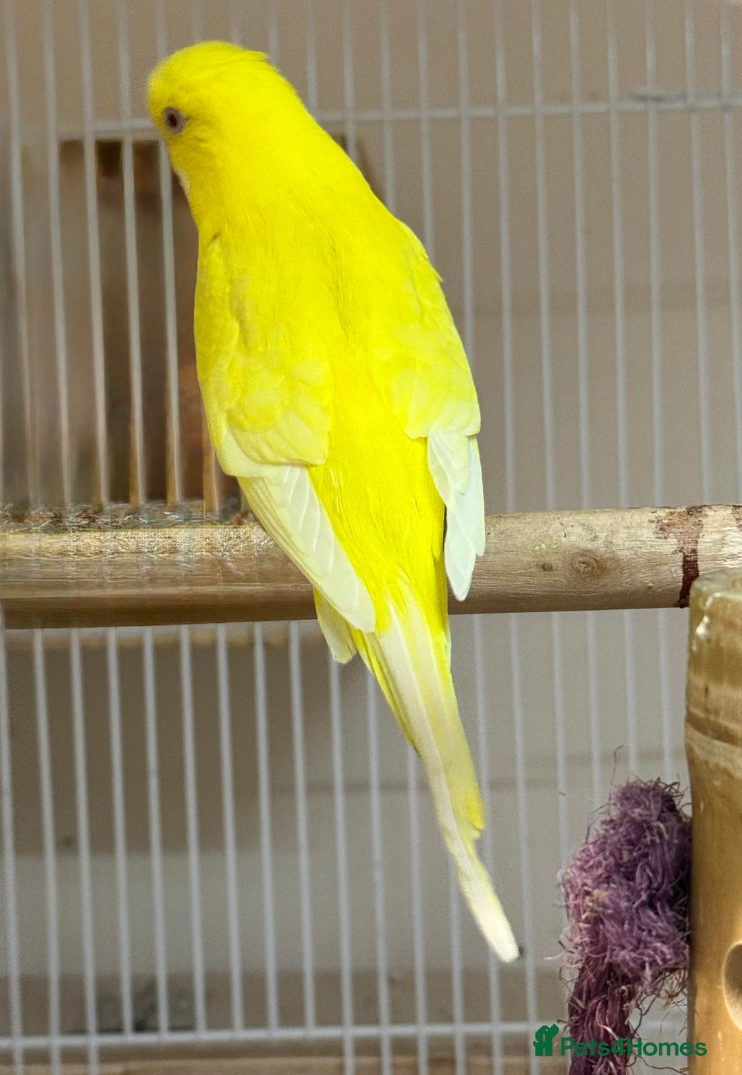 Budgerigars birds for sale: Bonded pair of beautiful yellow budgies  - Advert 13