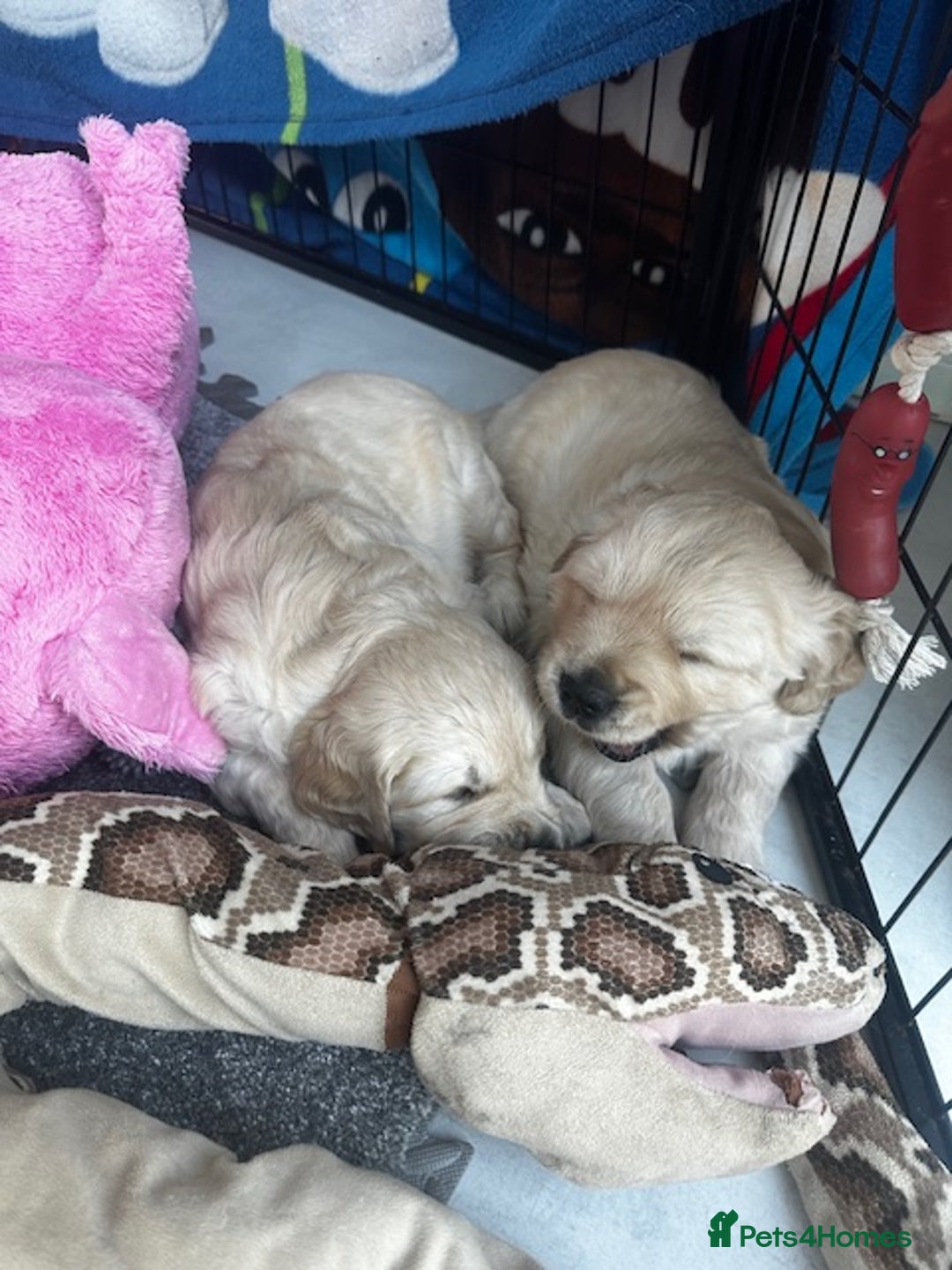 Golden Retriever dogs for sale: Golden Retriever Puppies - Collection 19 September - Image 3