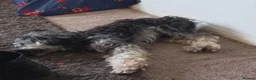 Mixed Breed dogs for sale: Cockapoo mix  in Dartmouth - Advert 27