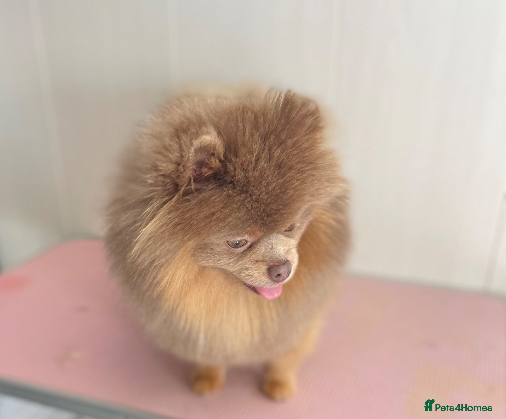 Pomeranian dogs Lilac and tan male Pomeranian  - Advert 12