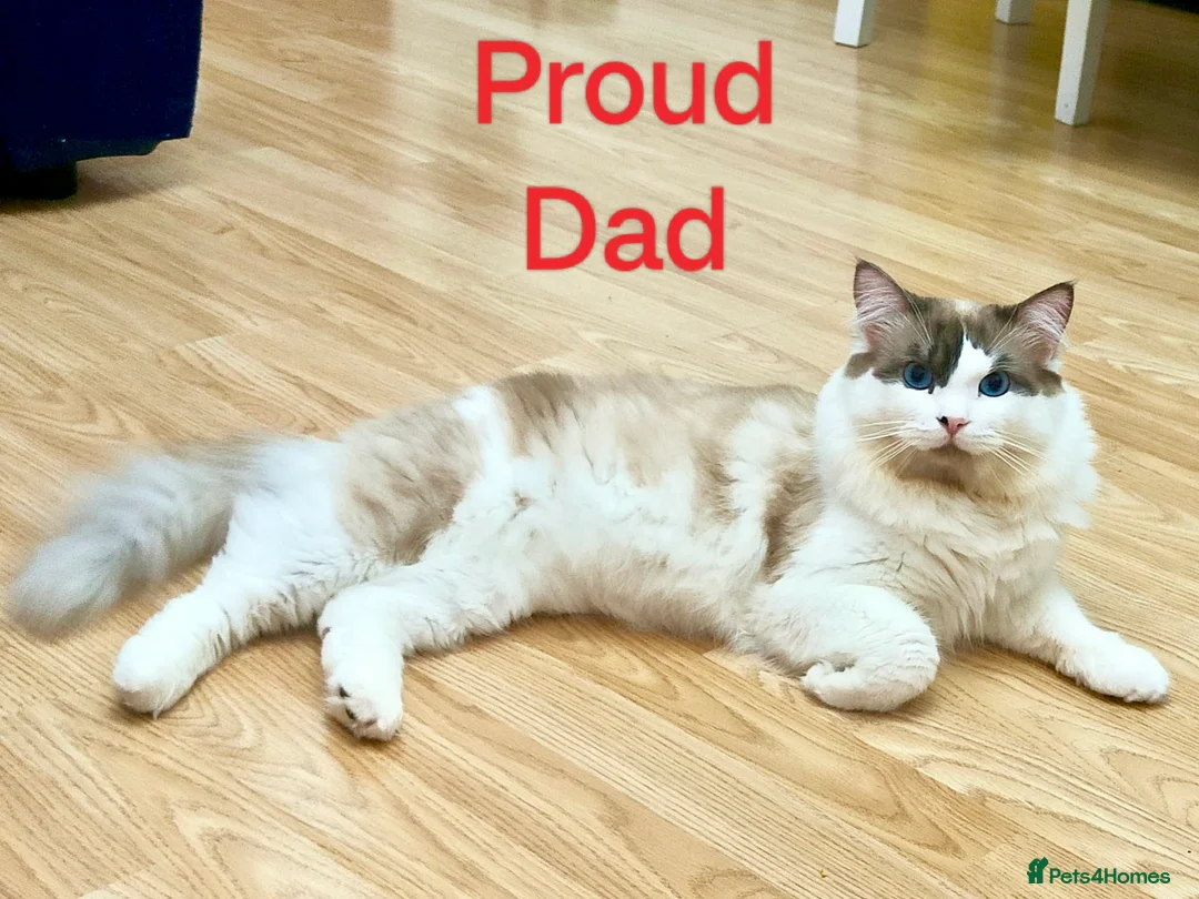 Ragdoll cats for sale: Give Your Heart a Friend-Beautiful Ragdoll Kittens - Advert 6