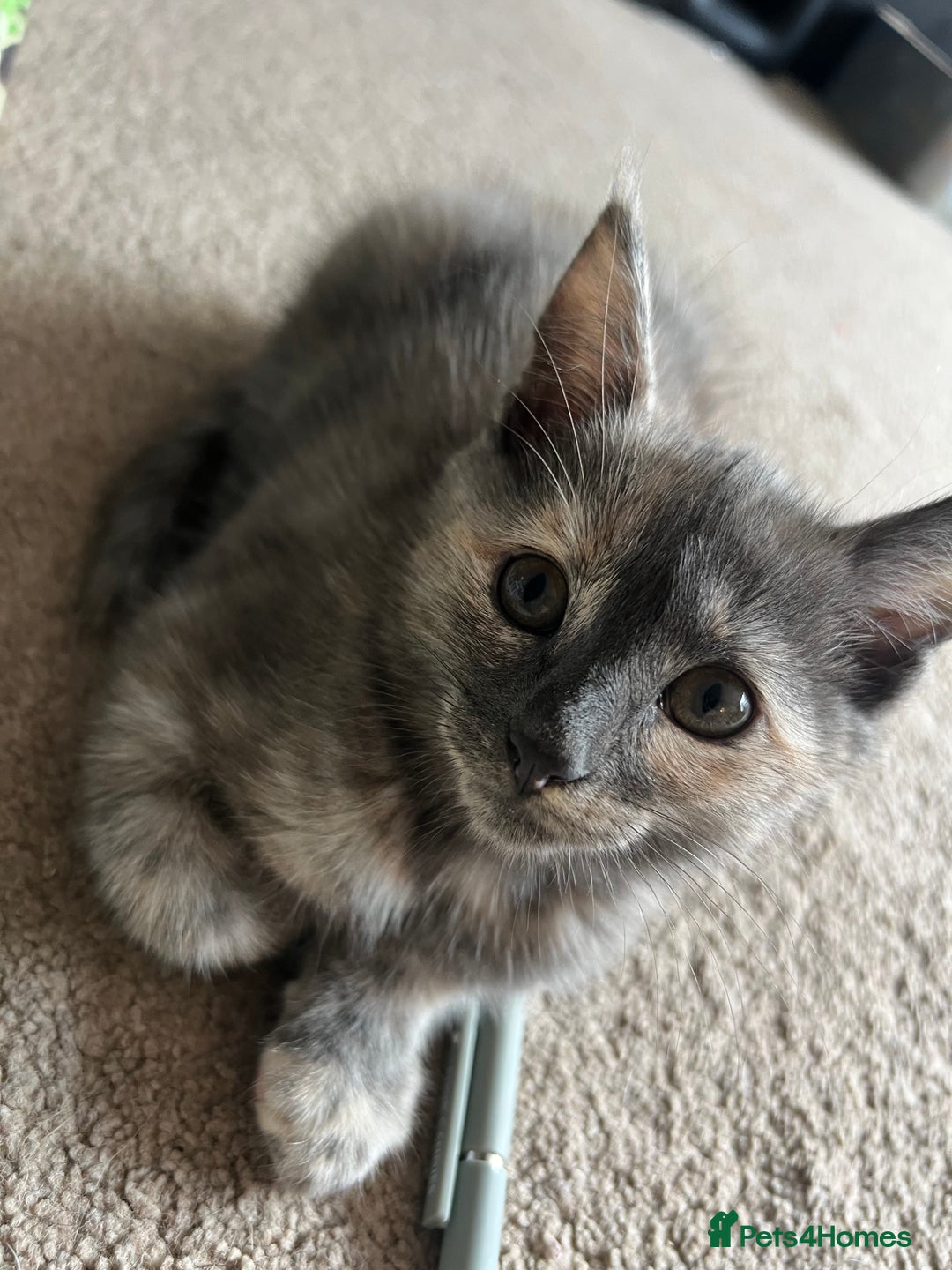 Mixed Breed cats for sale: Smokey Grey kittens for sale - Image 1