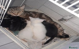 American Shorthair cats for sale: Whit kittens for sale  - Image 2