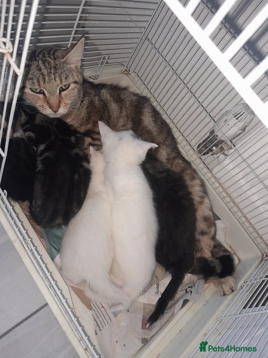 American Shorthair cats for sale: Whit kittens for sale  - Image 2