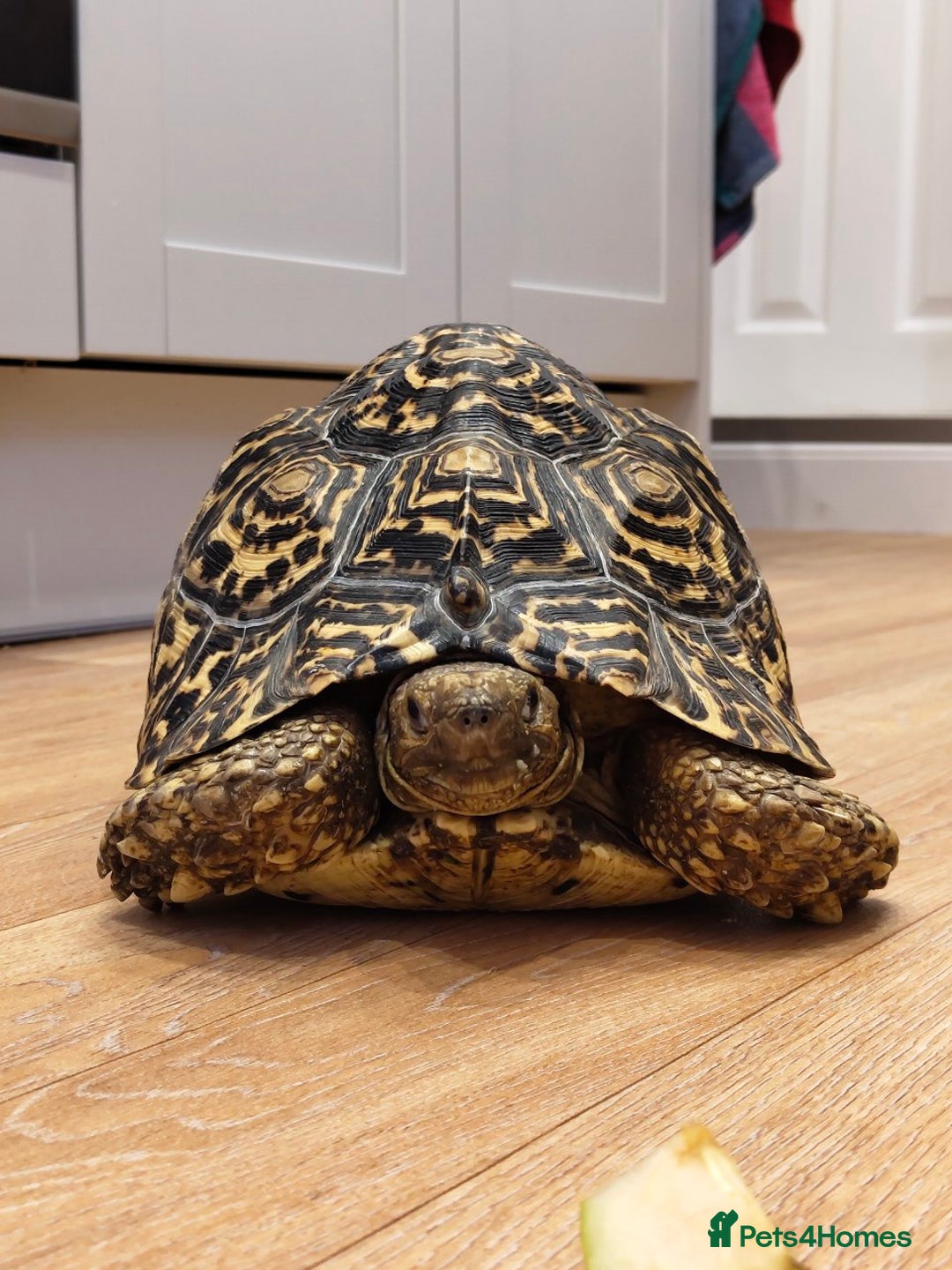 Tortoise reptiles for sale: LEOPARD Tortoise - male.  - Advert 1