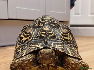 Tortoise reptiles LEOPARD Tortoise - male. - Advert 1