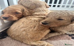 Mixed Breed dogs for sale: Multi generational goldendoodle puppies - Image 12