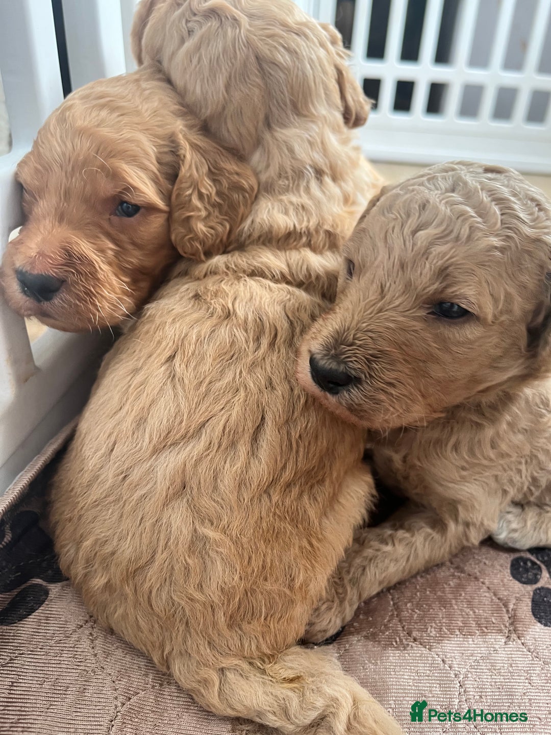 Mixed Breed dogs for sale: Multi generational goldendoodle puppies - Image 12