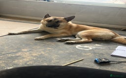 Mixed Breed dogs for sale: Beautiful mixed breed dog  - Image 3