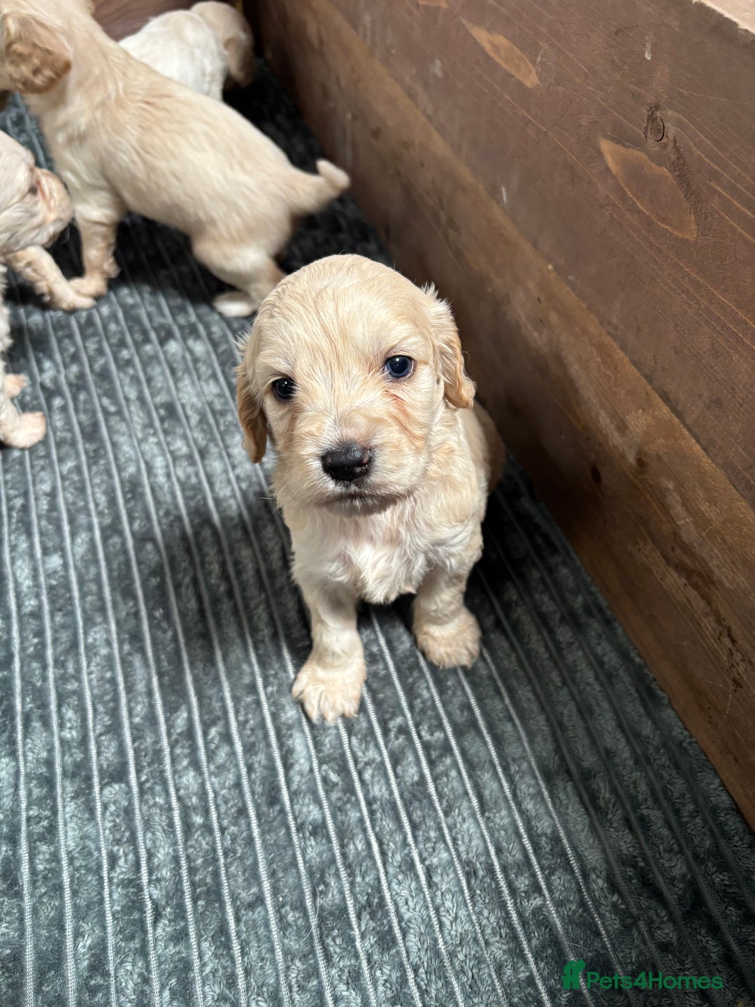 Mixed Breed dogs for sale: Golden doodle x Cocker Spaniel puppies  - Image 8