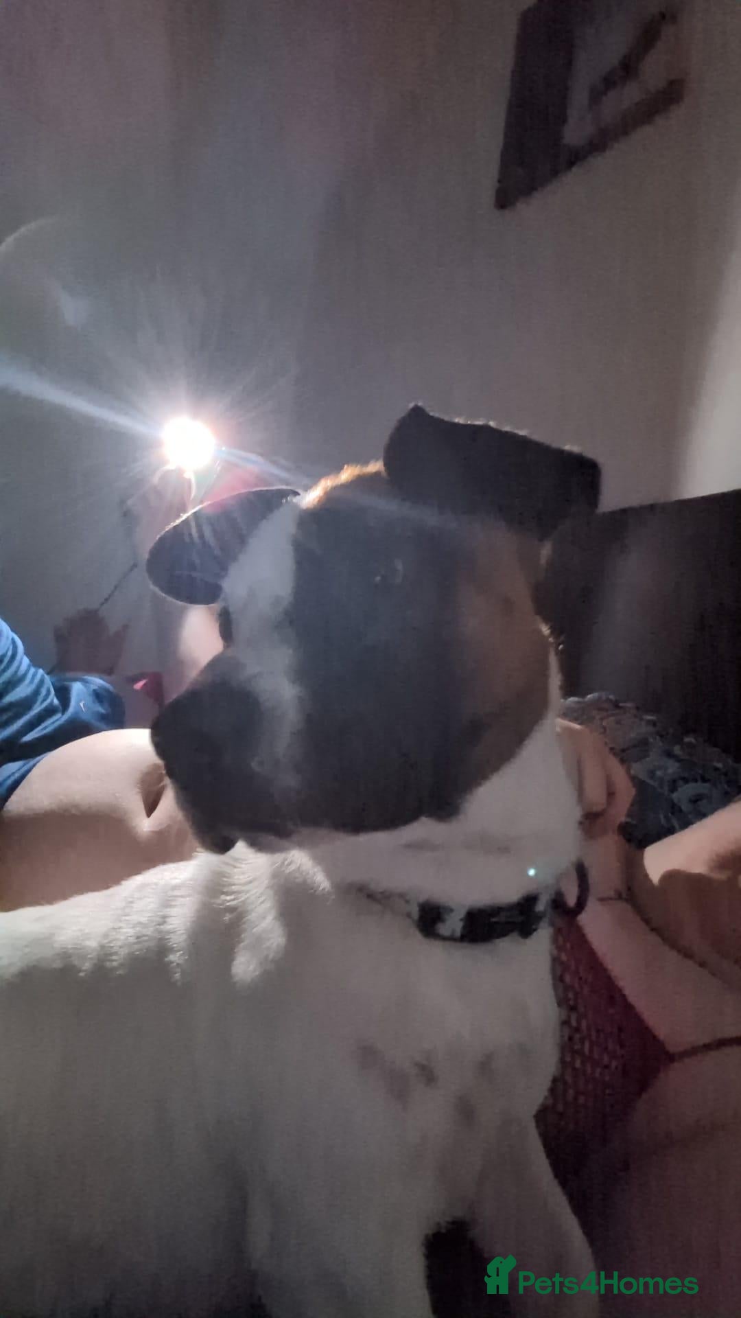 Mixed Breed dogs for sale: Bruno - Needs a New, Loving Home - Image 4