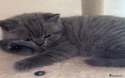 British Shorthair cats for sale: Beautiful BSH Kittens - Ready to leave ASAP - Image 19