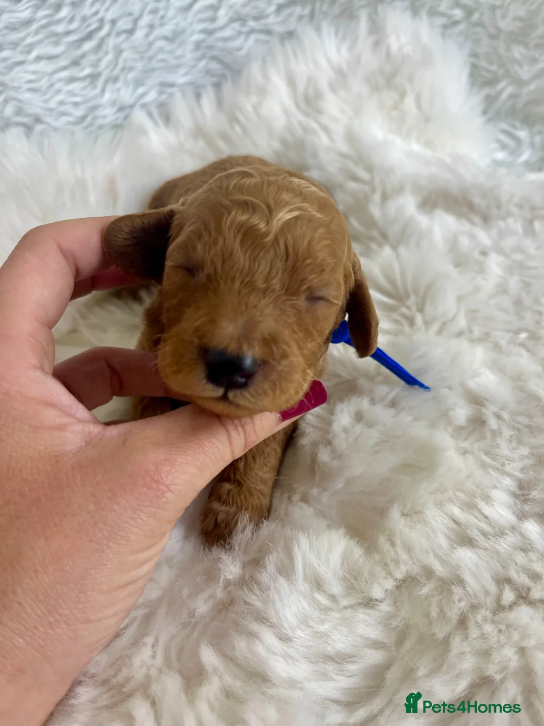 Goldendoodle dogs for sale: Top quality, health tested multiGen Double Doodles - Advert 16